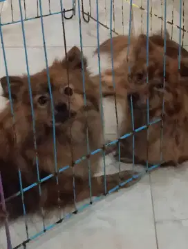 Jual anjing pom