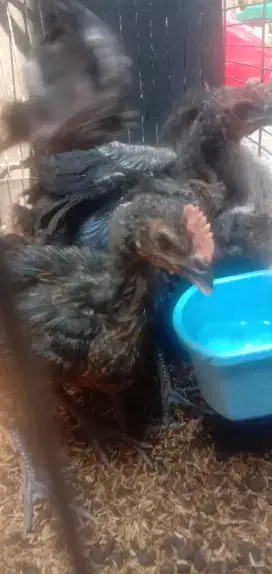 Anak ayam pelung berkualitas