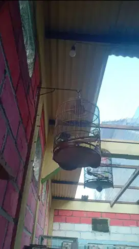 perkutut bangkok