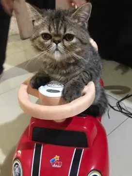 OPEN ADOPTS EXOTIC SHORTHAIR(JANTAN 4bln)