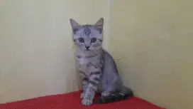 British shorthair(BSH) silver tanya betina usia 3bulan