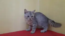 British shorthair (BSH)silver taby betina 3bulan
