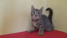 British shorthair (BSH) taby jantan 3bulan