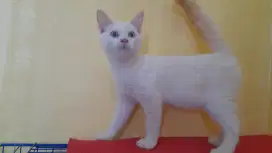 British shorthair(BSH) poin jantan 5bulan