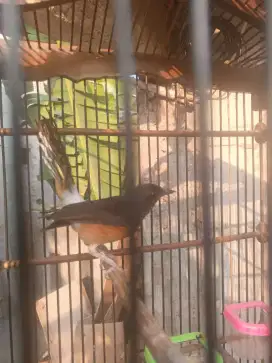 Murai Batu Betina Siapan