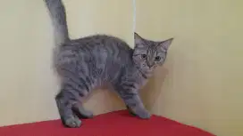 British shorthair (BSH) taby betina
