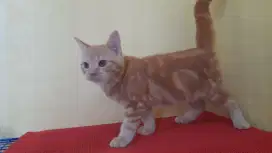 British shorthair (BSH)oren taby jantan