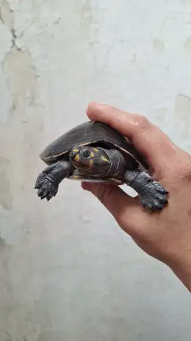 Kura Unifilis Kuya badut Tankmate ikan Predator