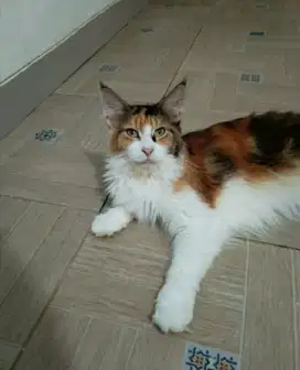 Betina indukan mainecoon Pure proven