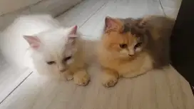 Anak kucing 4 bln