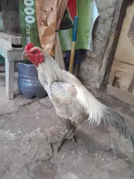 Ayam bangkok mangon nya yg minat