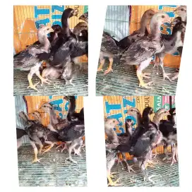 Anakan ayam shamo