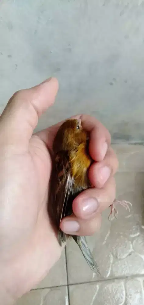 Kenari Lokal Betina