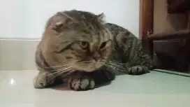 Scottish fold jantan