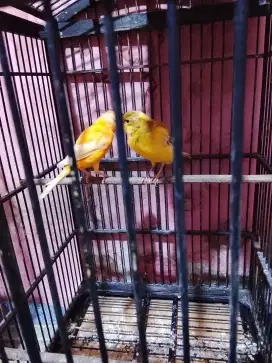 2 kenarik anak blajar bunyi