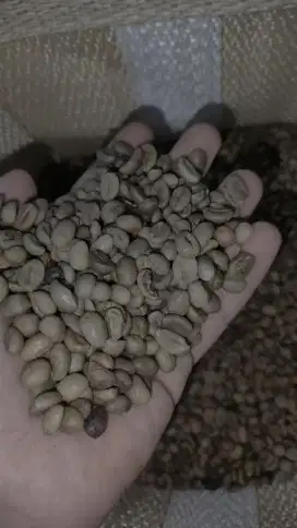 Biji kopi (bean coffe)