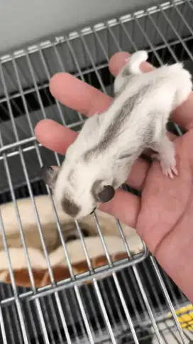 sugar glider TPM het leucistic