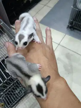 Sugar glider mozaik