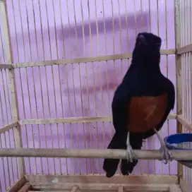 Jual burung murai batu ekor hitam