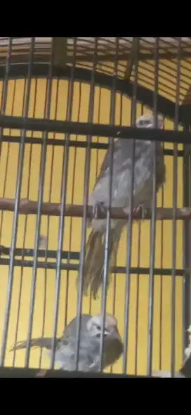 Cucak rowo anakan umur 3 bulan mandiri pur totla