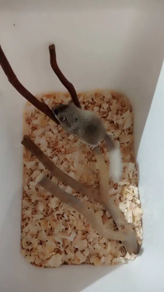 Dormice/ Tupai Mini Africa