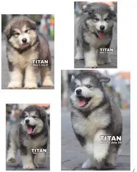 Alaskan malamute puppy stambum