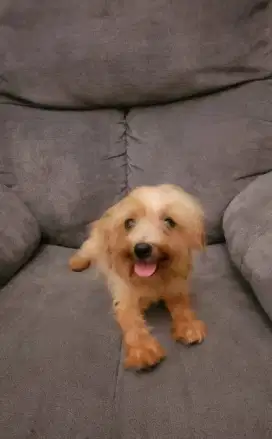 Di jual puppy Mix yorkshire poodle