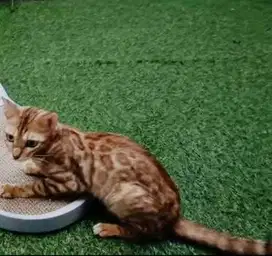 Kucing kitten B3ngl Super Adult