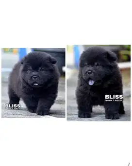 Black chowchow puppy stambum vaksin