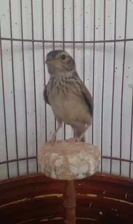 Burung Branjangan gacor
