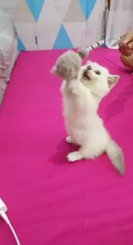 Kitten BSH Munchkin Jantan +- 1 bulan