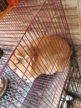Kelinci Anggora Betina