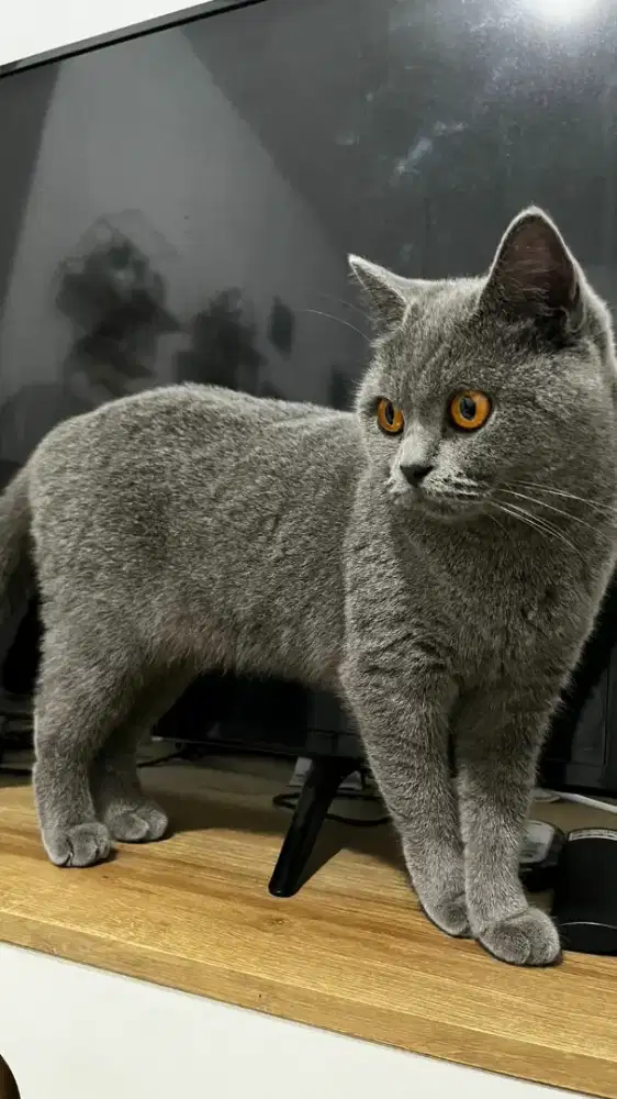 British shorthair (bsh)