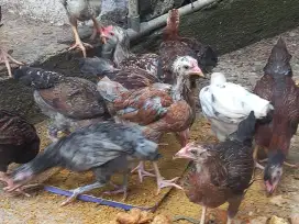 Ayam Kampung KUB 2.