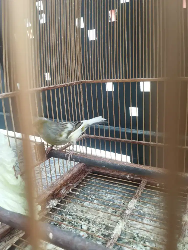 FS. PAUD loper, mulai rajin riwik