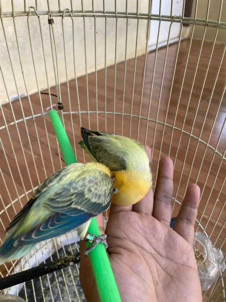 Lovebird Sepasang Biola Paud BPE