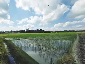 Tanah Sawah Subur Dekat Jalan Raya Sumberayu, SHM, 8800 m²