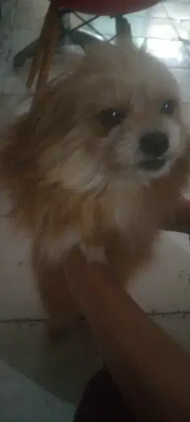 Di jual cepat anjing Shitzhu mix pom