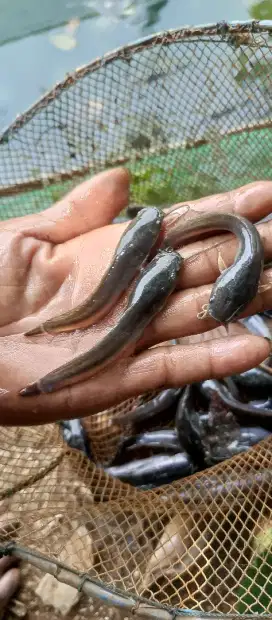 Bibit lele Sangkuriang