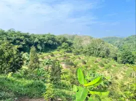 Dijual Lahan/Kebun dan Sawah Pinggir Jalan Raya Jasinga, Bogor