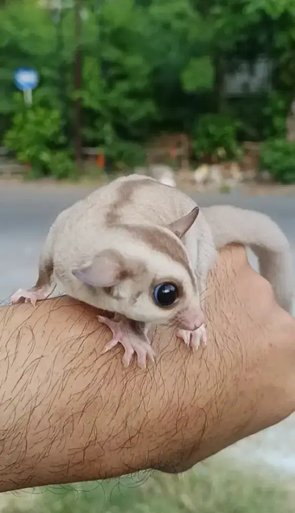 Sugar glider caramel joey jantan
