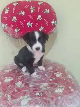 ANJING MUNGIL LUCU & CANTIK