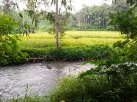 di jual lahan kebun & sawah ada air panas di subang