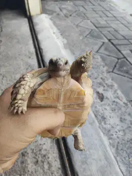 Kura-kura Sulcata