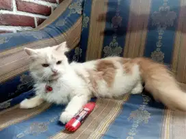 Lepas Adopsi Kucing Persia Betina