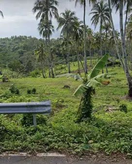 di jual kebun berikut pohon kelapa di Tegal Buleud sukabumi