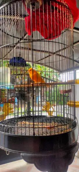 Jual Burung Kenari Gacoran
