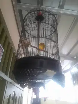Di jual burung kenary loper bunyi tapi blum rajin