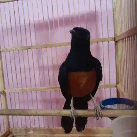 Murai PE standart ekor hitam