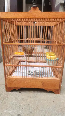 Jual wambi muda hutan